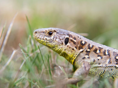 les lézards éliminent de nombreux insectes ravageurs