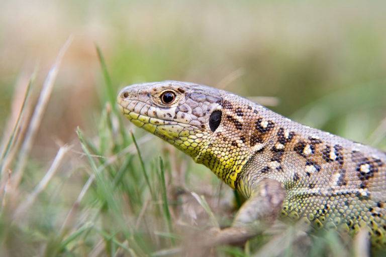 les lézards éliminent de nombreux insectes ravageurs