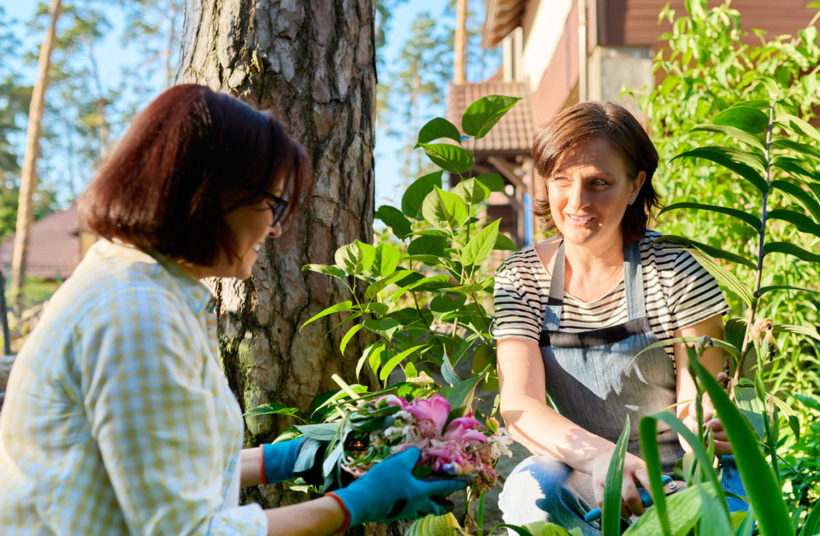 protéger vos jeunes plantes de la chaleur et du manque d'eau au jardin