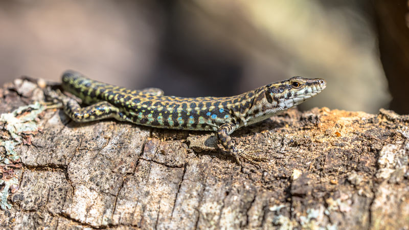 Les bienfaits des lézards pour votre potager