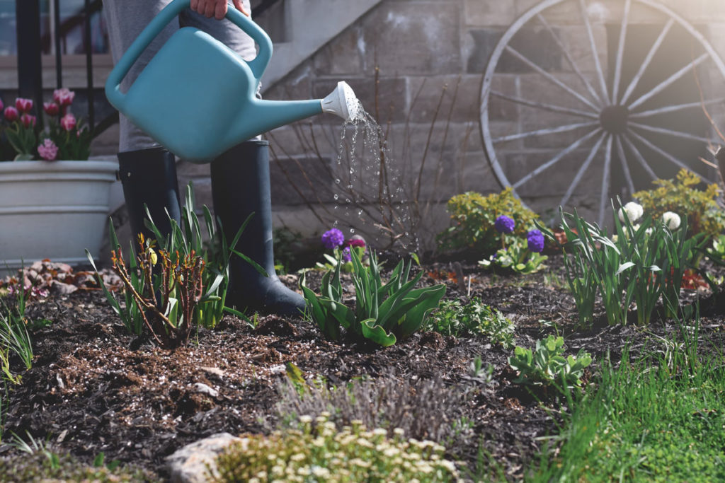 les meilleures plantes pour un jardin économe en eau