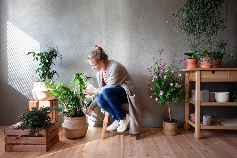 quelles plantes pour votre jardin zen d'intérieur ?