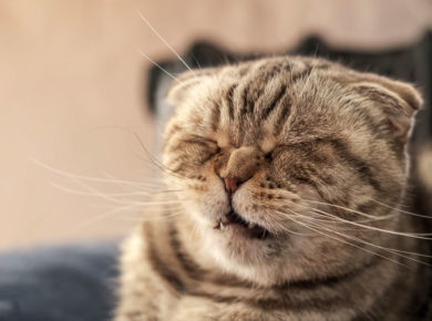7 plantes à éviter absolument pour la sécurité de votre chat au jardin