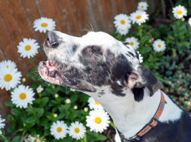7 plantes toxiques pour votre chien à ne mettre dans votre jardin