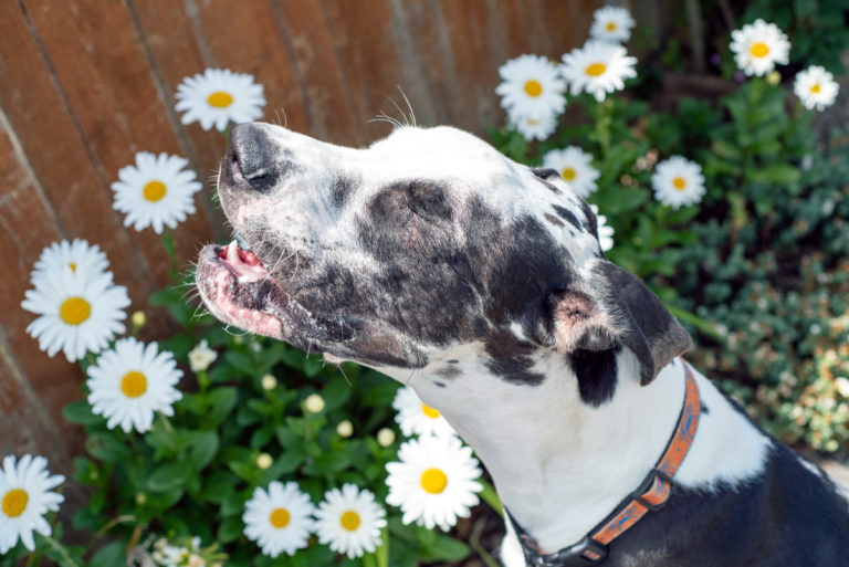 7 plantes toxiques pour votre chien à ne mettre dans votre jardin