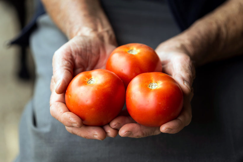 comment fabriquer votre purin de tomates