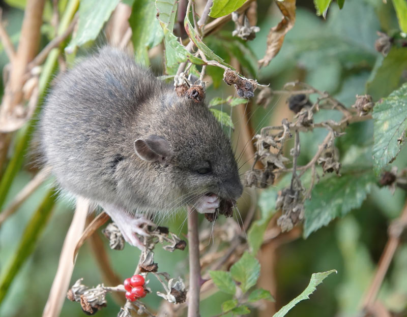 Protéger votre jardin des souris & rats