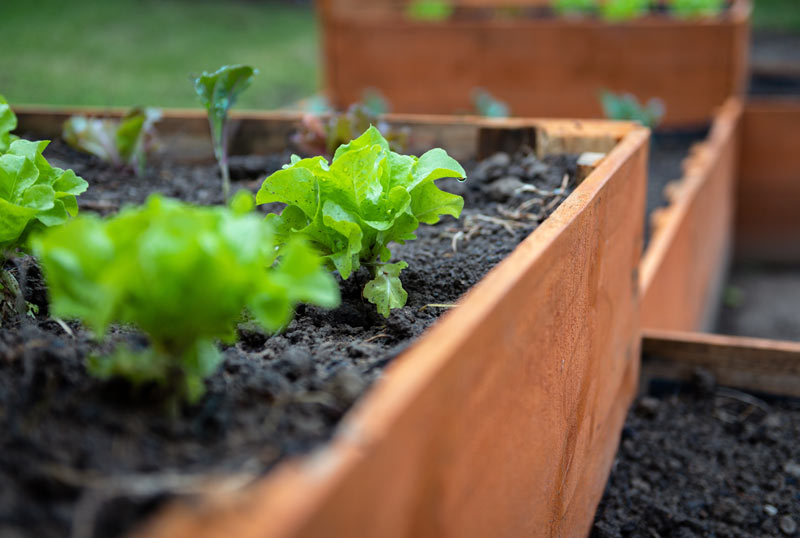 Les salades en jardinière sur un balcon pour l'été