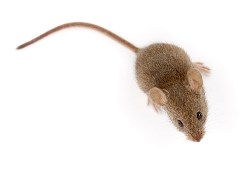 éliminer les souris et les rats de votre maison