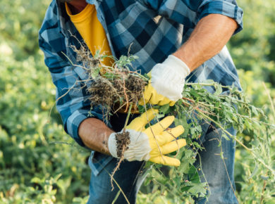 Marre des mauvaises herbes ? Grâce au sel dites leur au-revoir !