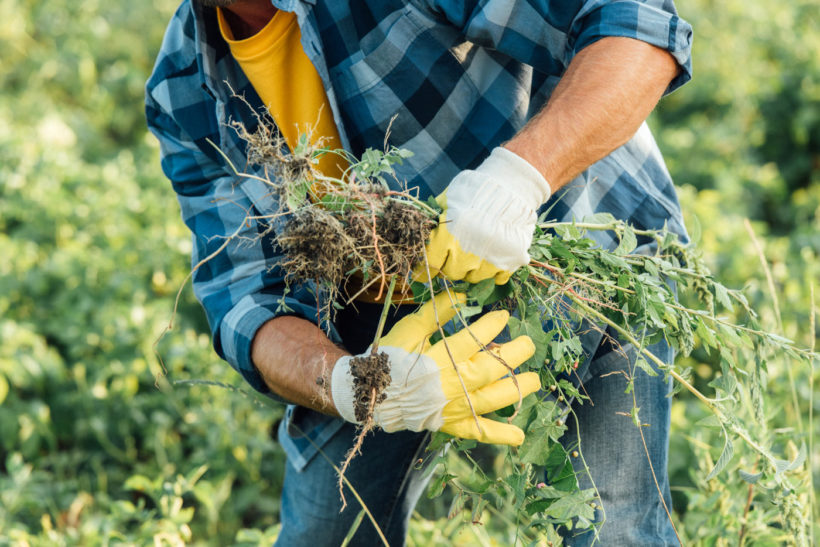 Marre des mauvaises herbes ? Grâce au sel dites leur au-revoir !