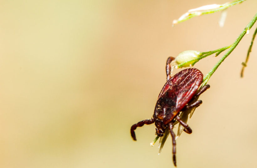 les tiques dans le jardin