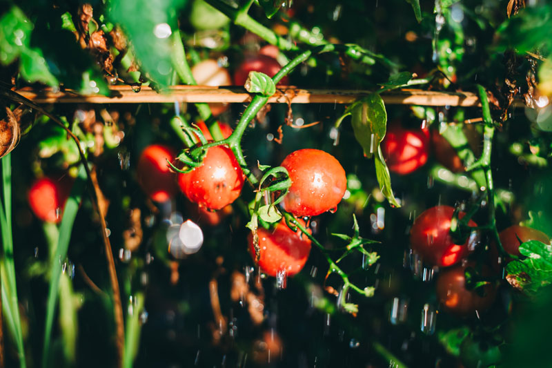 protéger vos plants de tomates de la pluie ?