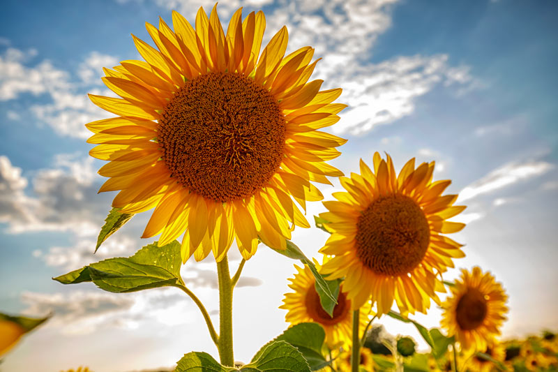 planter du tournesol dans votre potager