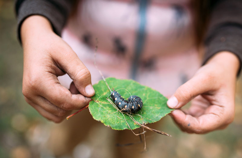 les plantes répulsives contre les chenilles