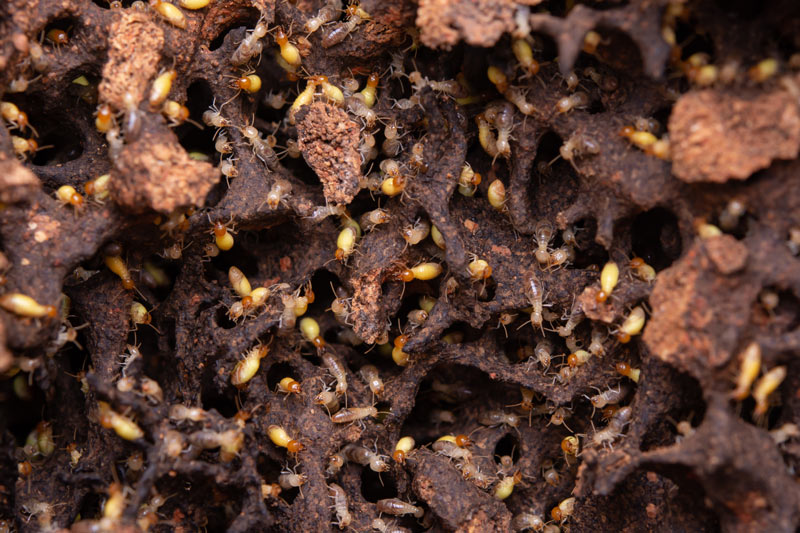 Que faire en cas d'infestation de termites ?