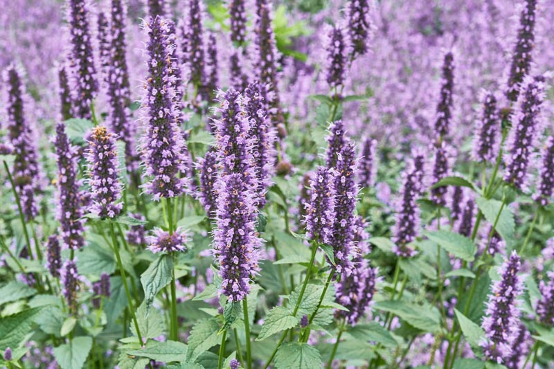 L’agastache