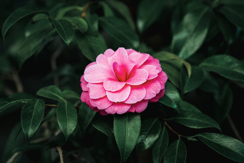 Camellia japonica et le manque d'eau