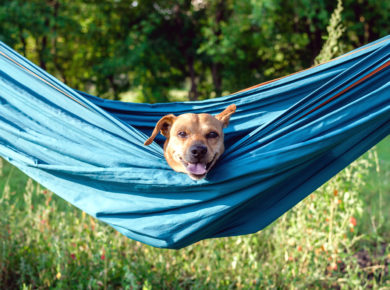 9 astuces pour rafraîchir votre chien dans le jardin pendant la canicule