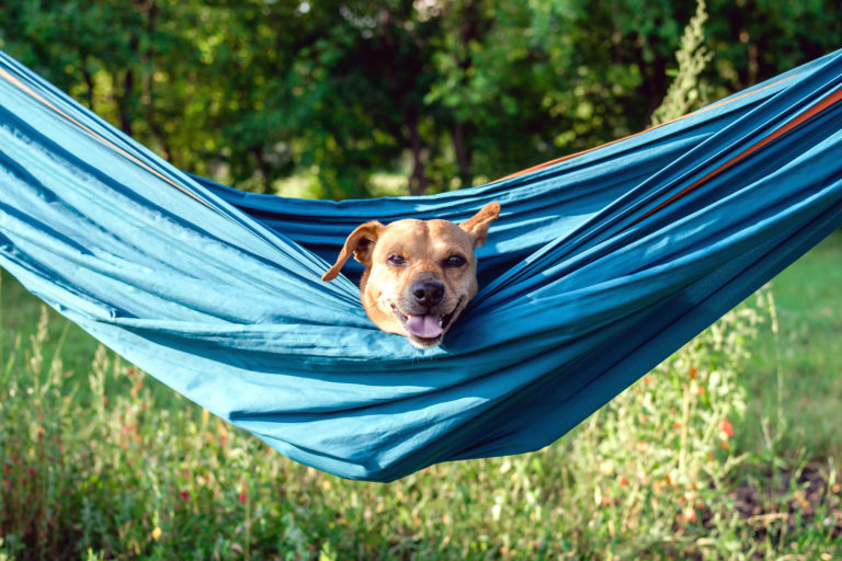 9 astuces pour rafraîchir votre chien dans le jardin pendant la canicule