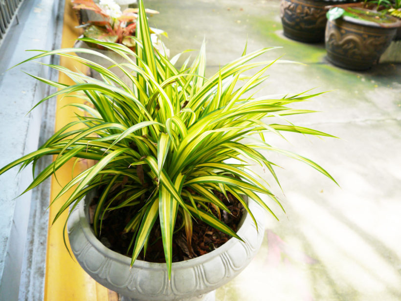 Chlorophytum comosum : les plantes aimant une faible luminosité