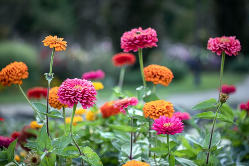 Gerbera est une plante dépolluante