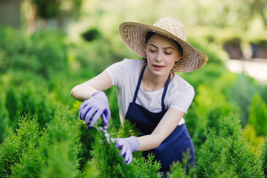 7 idées de haies écologiques pour votre jardin