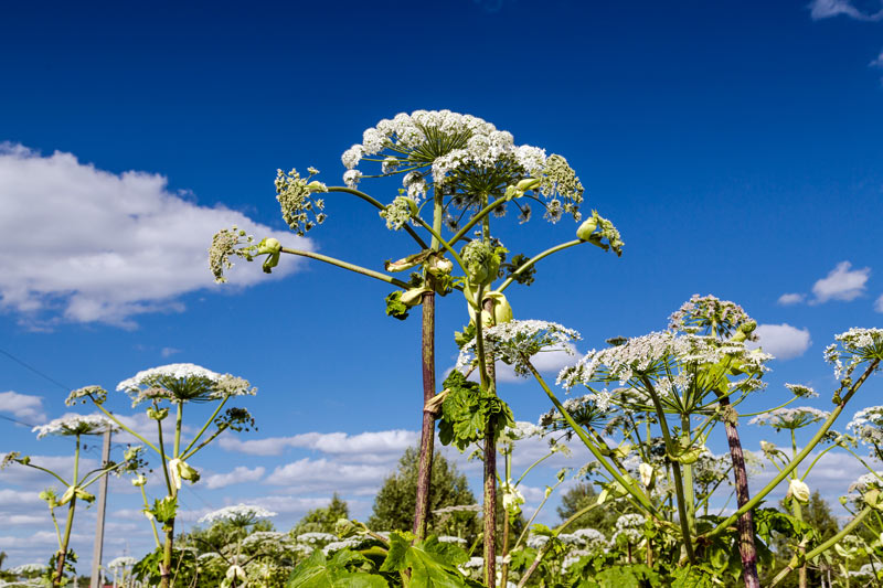 Heracleum mantegazzianum