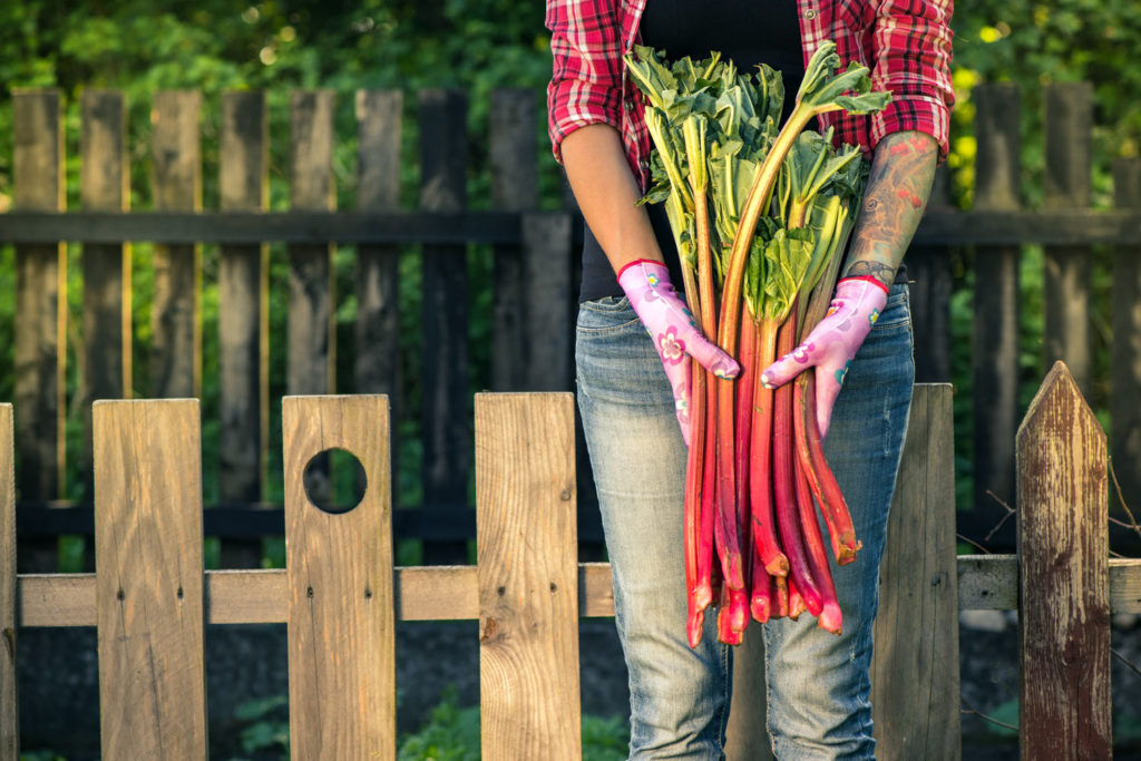 planter de la rhubarbe dans votre jardin