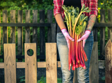 planter de la rhubarbe dans votre jardin