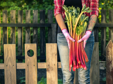 planter de la rhubarbe dans votre jardin
