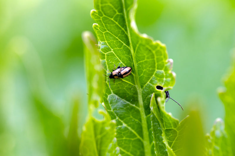 les attises dans le jardin