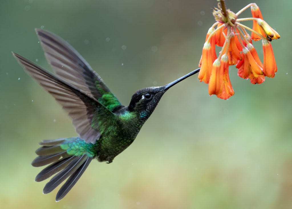 comment attirer les colibris dans votre jardin