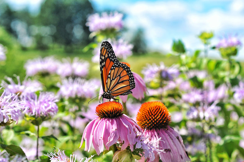 comment avoir des papillons au jardin ?