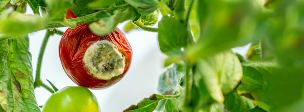 Le flétrissement bactérien, causé par la bactérie Ralstonia solanacearum