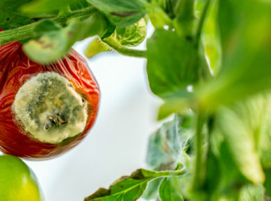 Le flétrissement bactérien, causé par la bactérie Ralstonia solanacearum