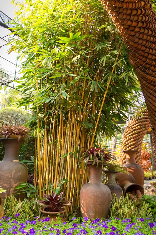 planter des bambous dans votre jardin