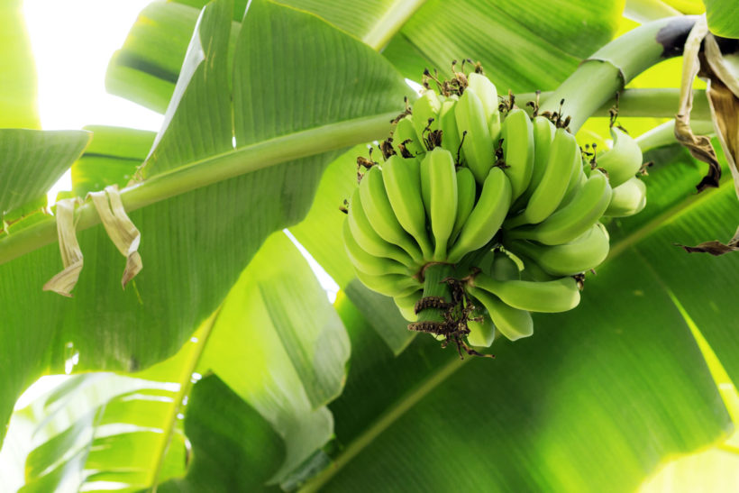 bananier en pot : plantation et entretien