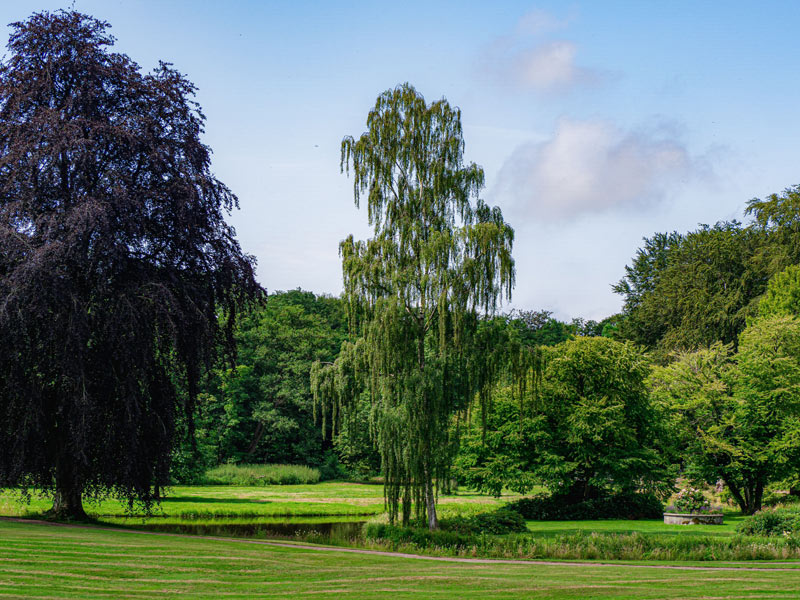 bouleau (Betula) et sécheresse