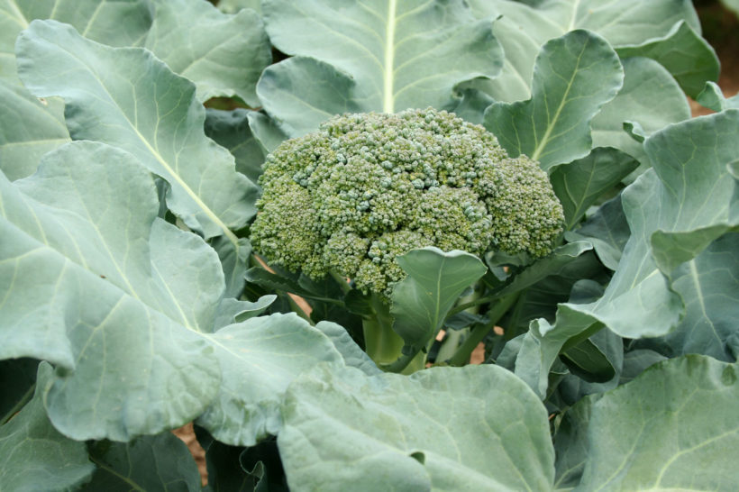 cultiver des brocolis dans votre potager