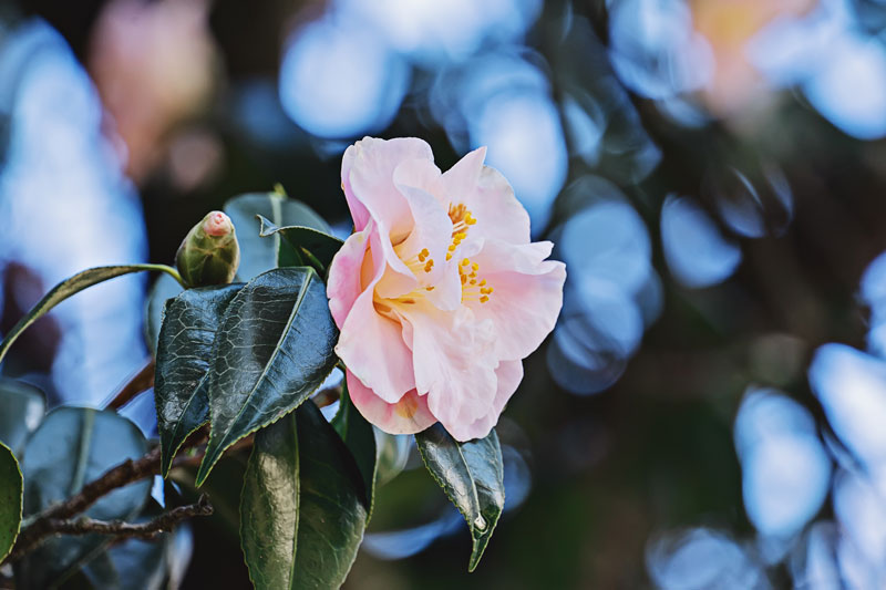 Le camélia (Camellia japonica)