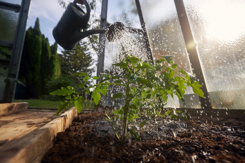 bonne fréquence d'arrosage de vos plants de tomates