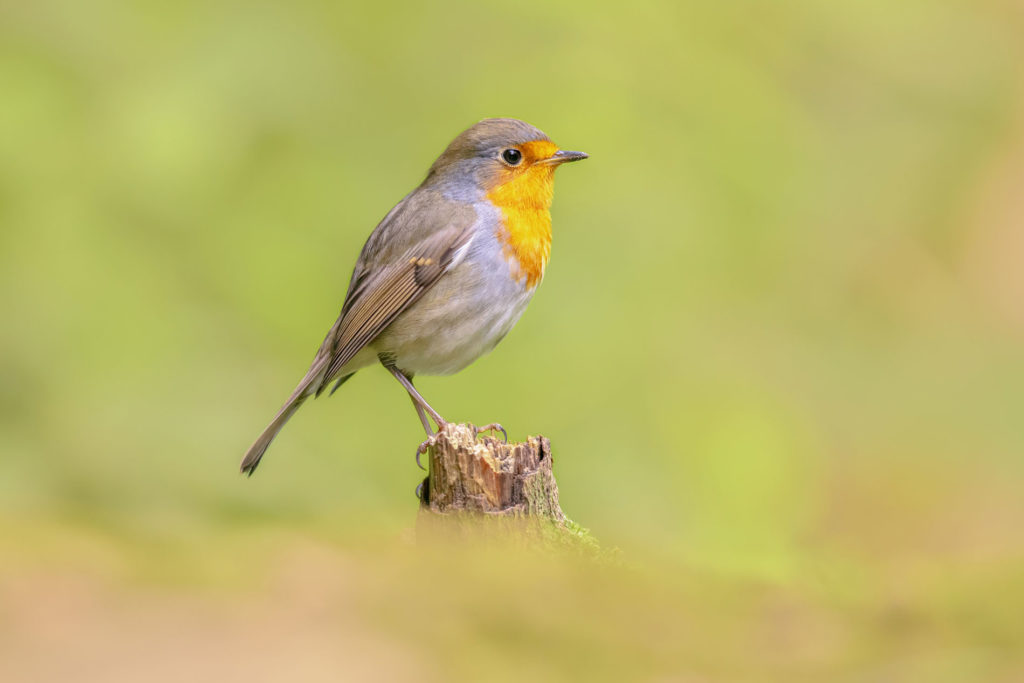 5 astuces pour protéger les animaux de votre jardin