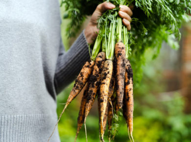 semer des carottes dan votre potager