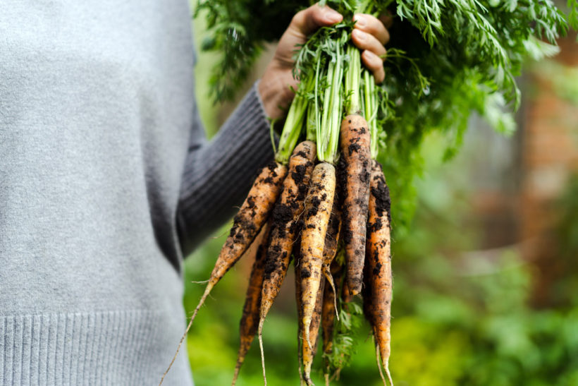 semer des carottes dan votre potager