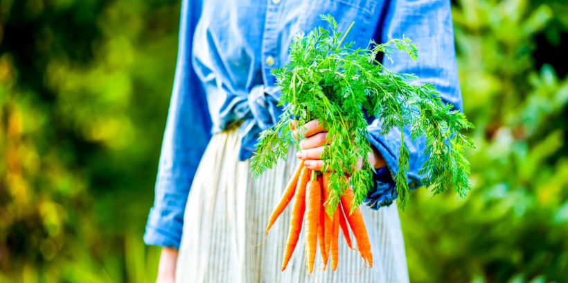 comment réussir la culture des carottes en pot ?