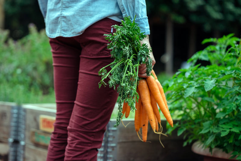 plantation de la carotte au potager