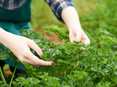 cultiver et récolter du céleri dans votre jardin