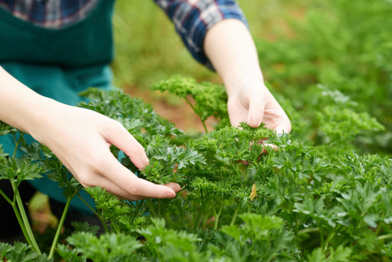 cultiver et récolter du céleri dans votre jardin