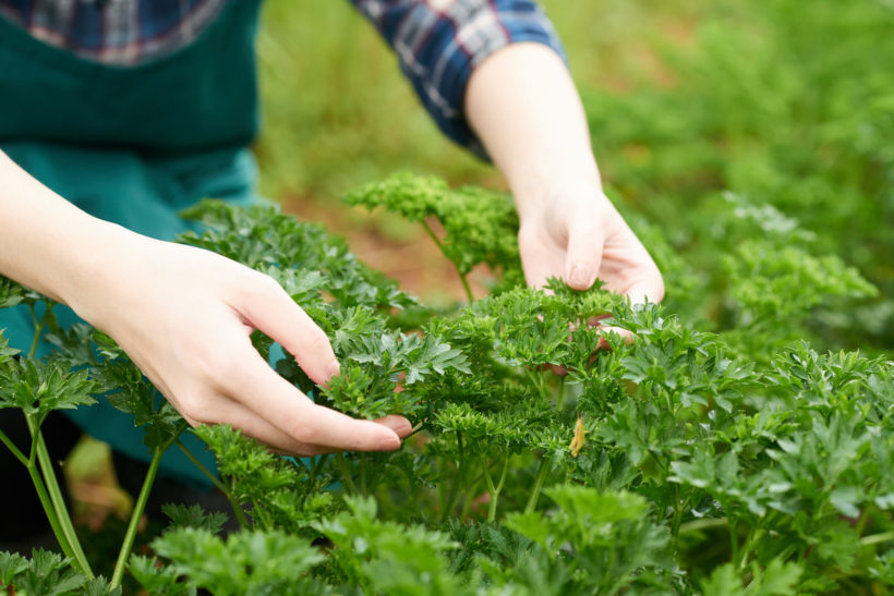 cultiver et récolter du céleri dans votre jardin